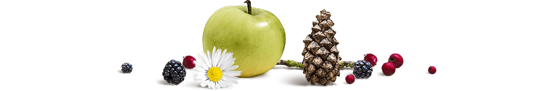 Fruits